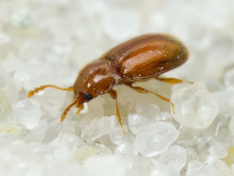 Symbiotes gibberosus (Lucas, 1849)